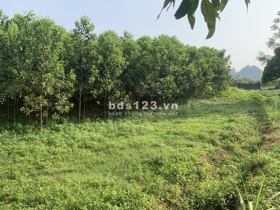 Cần thanh khoản mảnh đất tại Lương Sơn, Hoà Bình, diện tích vuông vức, giá đầu tư