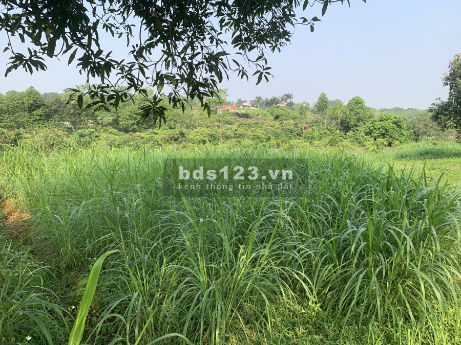 Cần thanh khoản mảnh đất tại Lương Sơn, Hoà Bình, diện tích vuông vức, giá đầu tư