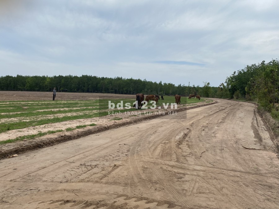 Gia đình cần bán gấp lô đất diện tích 3000m2 ngay gần Quốc Lộ 13 sô hồng riêng