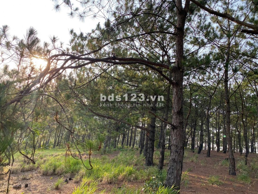 Đất Bảo Lâm, View Săn Mây cách DT 725 1 sẹc, giá 1tr2/m2 sổ sẵn, liên hệ 0344722703