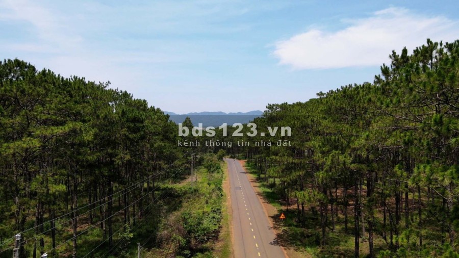 Nền biệt thự view rừng thông giá f0 giá đầu tư sinh lời, liên hệ 0328175279