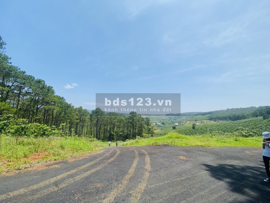 Nền biệt thự view rừng thông giá f0 giá đầu tư sinh lời, liên hệ 0328175279