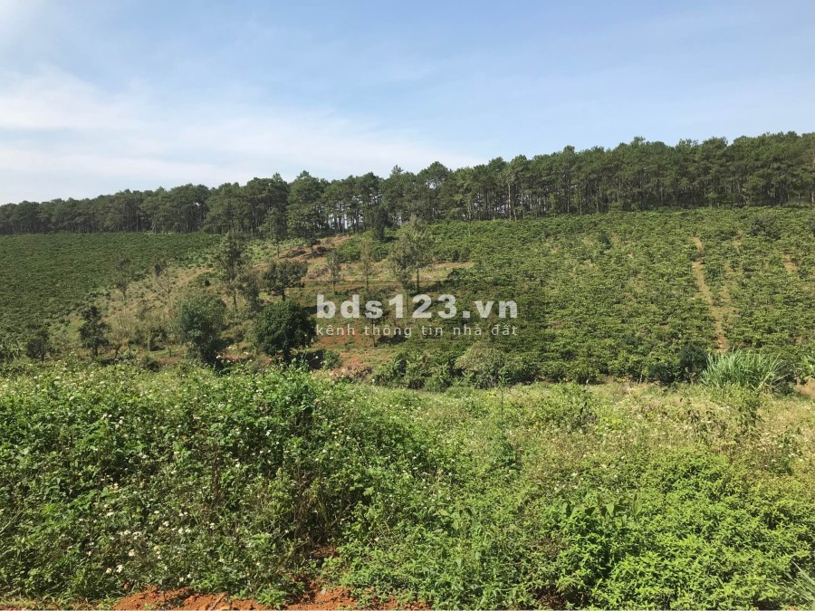 Phúc Long Pine Hill đất rừng Thông Ôm Trọn giá bán 779 triệu, liên hệ 0932194761