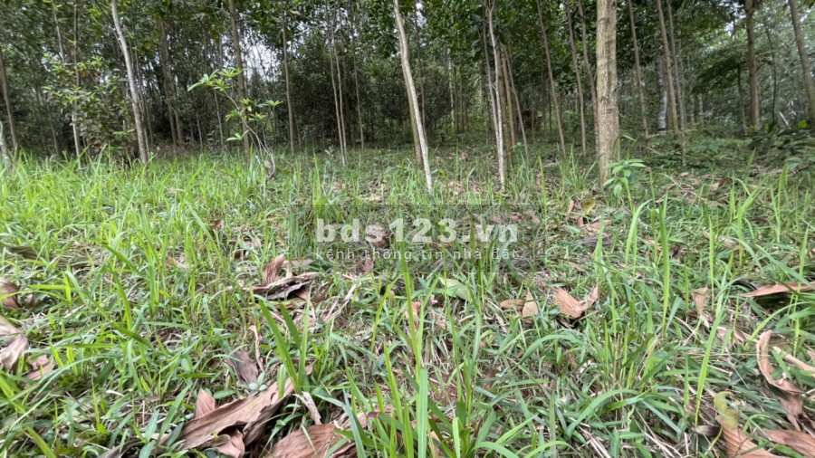 Lô đất view cánh đồng bậc thang tại Cao Phong giá f0 liên hệ 0989256789 giá đầu tư