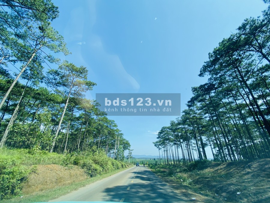 Siêu phẩm đất nền biệt thự rừng thông mt đường nhựa 6m, diện tích hơn 500m2 giá rẻ nhất