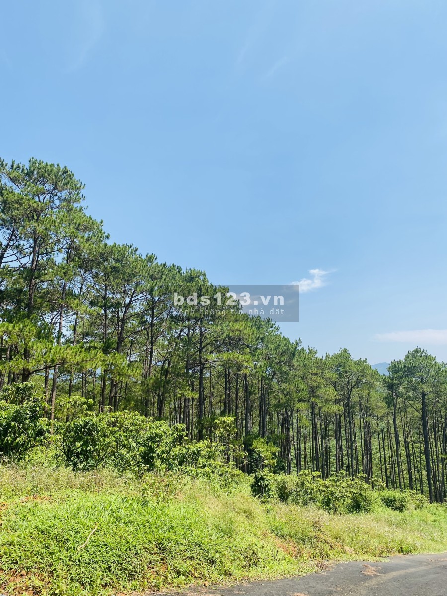 Siêu phẩm đất nền biệt thự rừng thông mt đường nhựa 6m, diện tích hơn 500m2 giá rẻ nhất