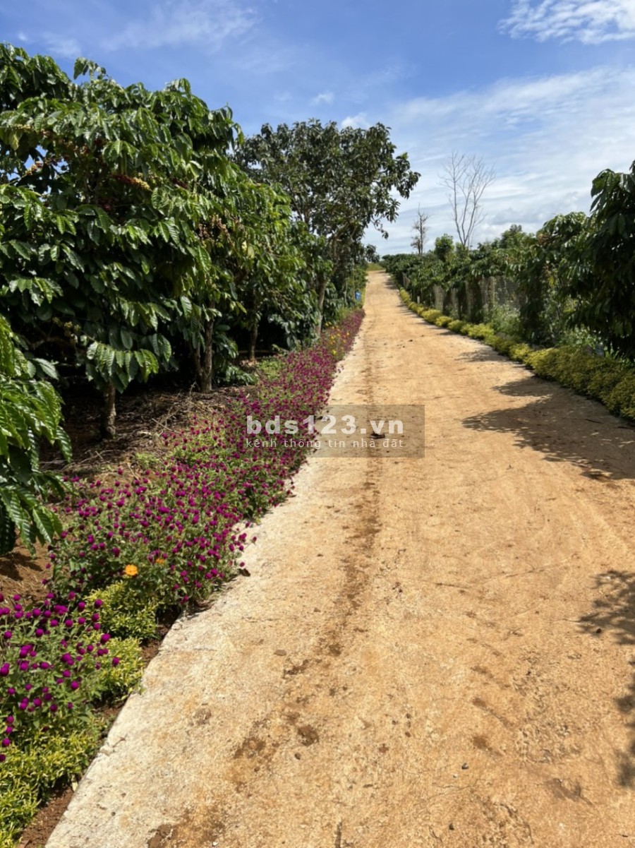 Bán mảnh đất diện tích 603 m2 tại xã Tân Châu, Di Linh, Lâm Đồng giá 920 triệu, lh 0912442669