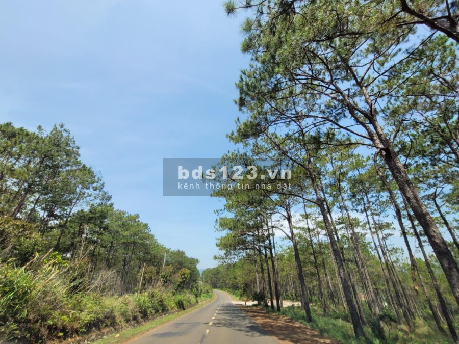 Đất F0 giá tốt view rừng thông bao phủ nằm ngay trục đường DT725, sổ riêng, pháp lý đủ