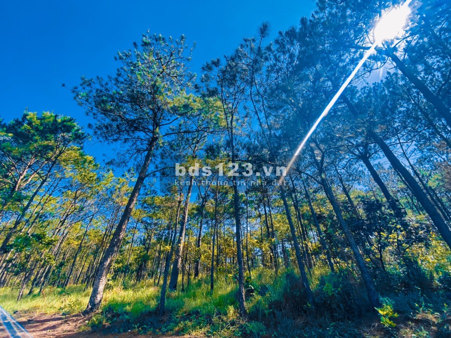 Bán đất nghỉ dưỡng view rừng thông, giá từ 750 triệu, pháp lý chuẩn, bàn giao ngay