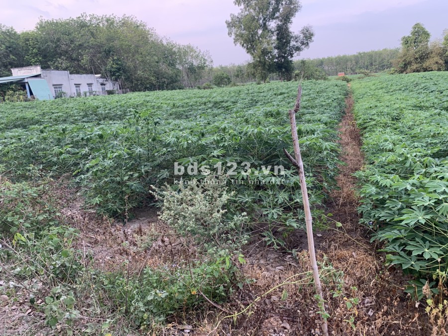 Bán đất sào giá rẻ tại xã Phước Ninh Dương Minh Châu, diện tích lớn, liên hệ 0964245838