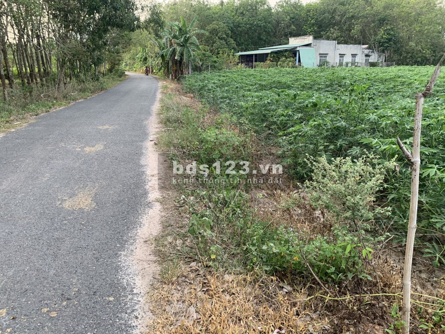 Bán đất sào giá rẻ tại xã Phước Ninh Dương Minh Châu, diện tích lớn, liên hệ 0964245838