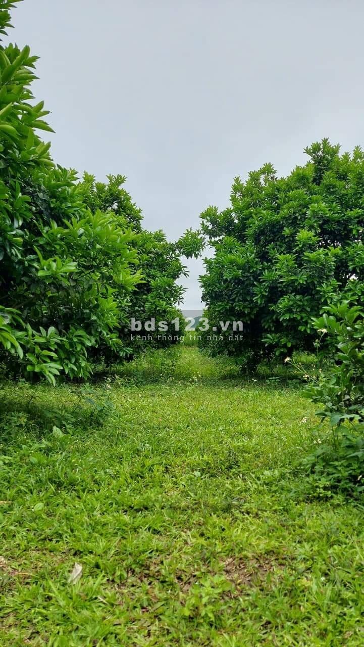 Đất Tân Lạc Hoà Bình với giá rẻ bất ngờ pháp lý chuẩn, bàn giao đầy đủ giấy tờ lh 0966964606