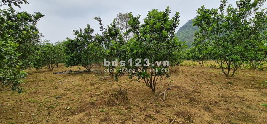 Xả hàng bán lỗ cho các nhà đầu tư giá tốt, vị trí đẹp, bàn giao đầy đủ giấy tờ, pháp lý chuẩn