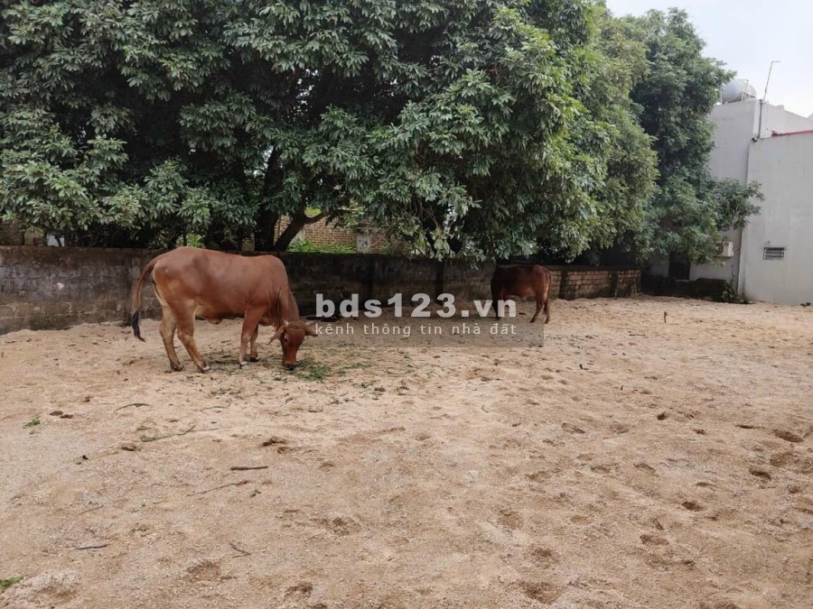 Bán đất diện tích 242m2 Thủy Xuân Tiên Chương Mỹ Gà Nội giá bán chỉ 7 triệu/m2