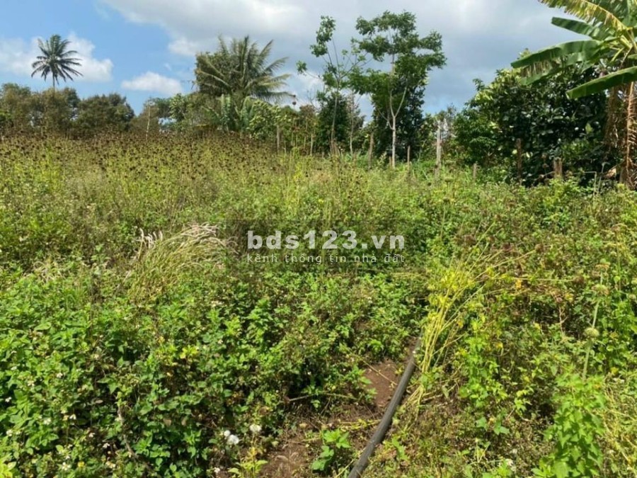 Chính chủ bán nhanh lô đất diện tích 275m2, tại Buôn Mê Thuột giá bán chỉ 560 triệu