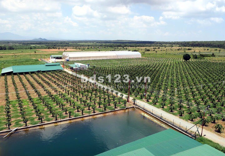 Bán đất cực đẹp giá rẻ gần trang trại 128m mặt tiền đường ô tô ra vào thoải mái, lhcc