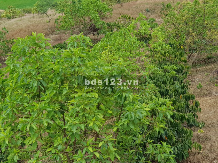 Bán đẹp 2 mặt tiền view suối nằm trục chính đi Gia Lai, giá bán 990 triệu/tháng