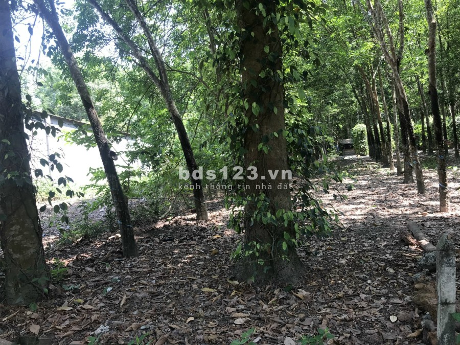 Bán gấp 1121m2 Bàu Bàng giá 540 triệu, sổ hồng sẵn.