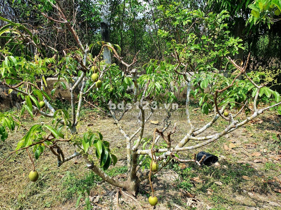 Bán lô đất ở Cần Giuộc, có cả thổ và vườn (607m2), cách Quận 8 20 phút