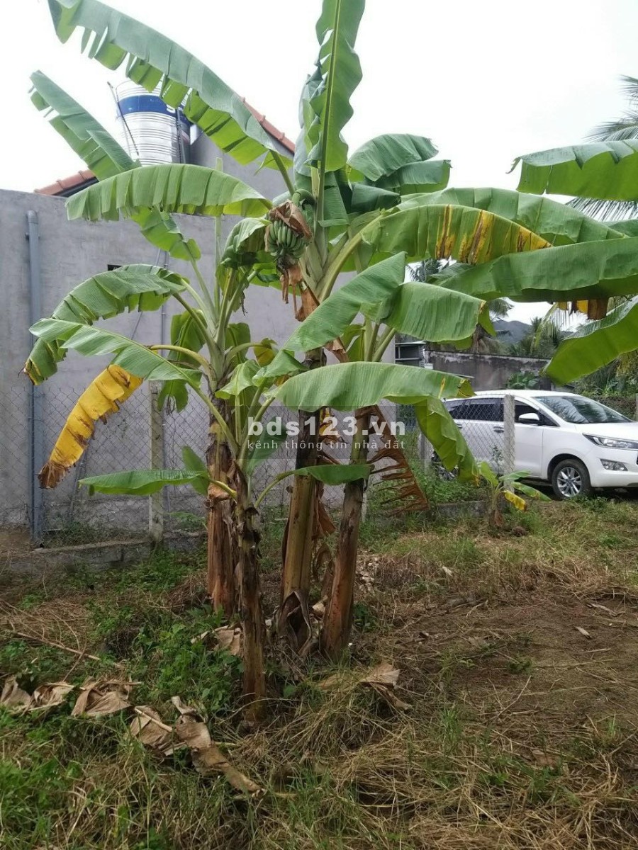 Bán đất Ninh Ích giá siêu rẻ đầu tư - bán gấp, thế đất đẹp vuông vức đất nở hậu