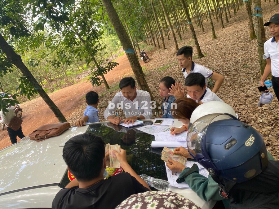 Đất Cây công nghiệp lâu nam tại Đồng Phú ngân hàng hỗ trợ vay, liên hệ 0961230429