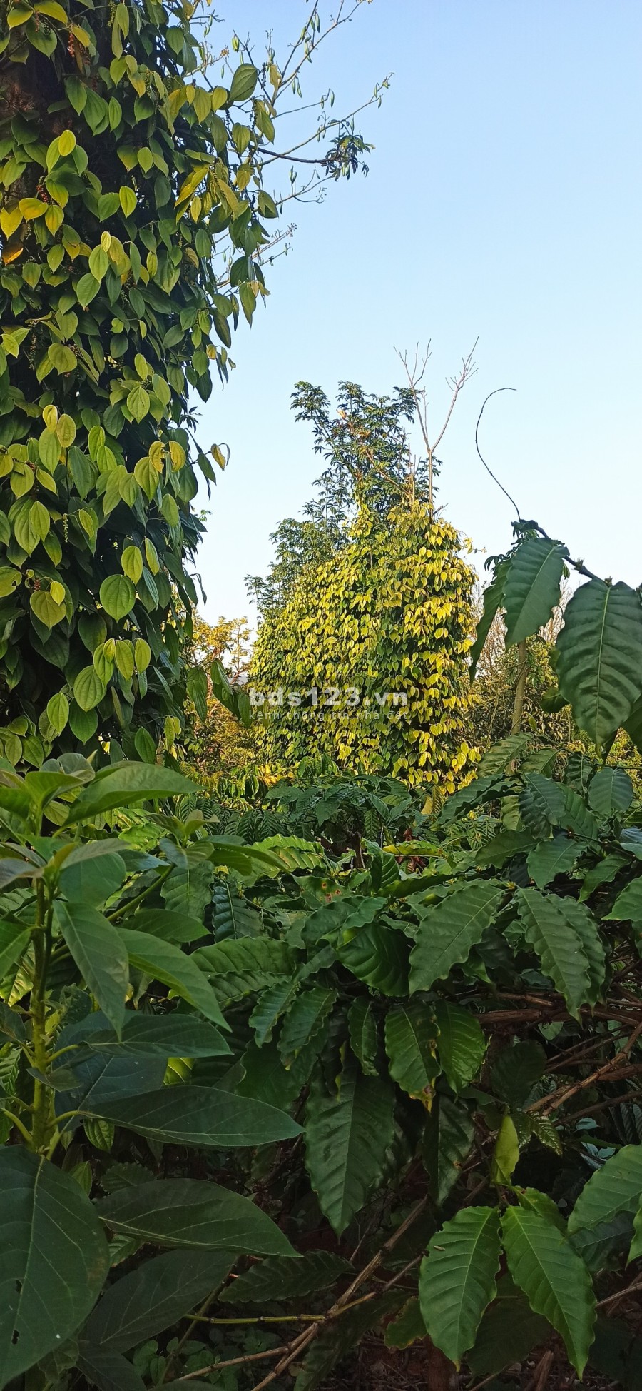 Chủ nhà kẹt tiền cần bán gấp mảnh rẫy để xoay nợ gía mềm, pháp lý đủ, có thương lượng
