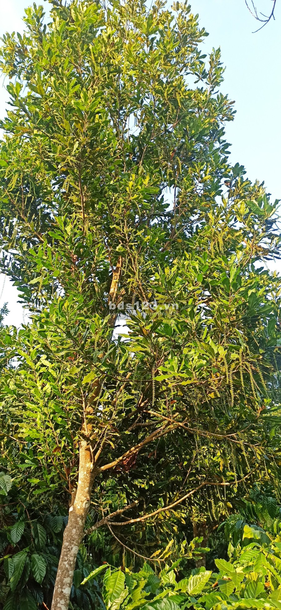 Chủ nhà kẹt tiền cần bán gấp mảnh rẫy để xoay nợ gía mềm, pháp lý đủ, có thương lượng
