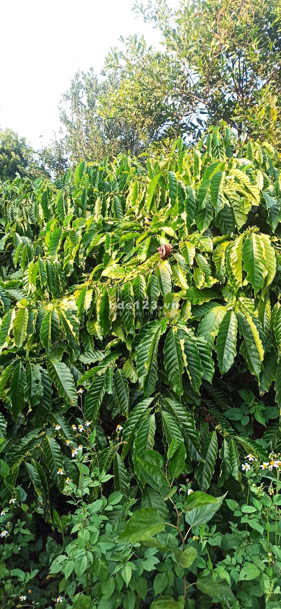 Chủ nhà kẹt tiền cần bán gấp mảnh rẫy để xoay nợ gía mềm, pháp lý đủ, có thương lượng