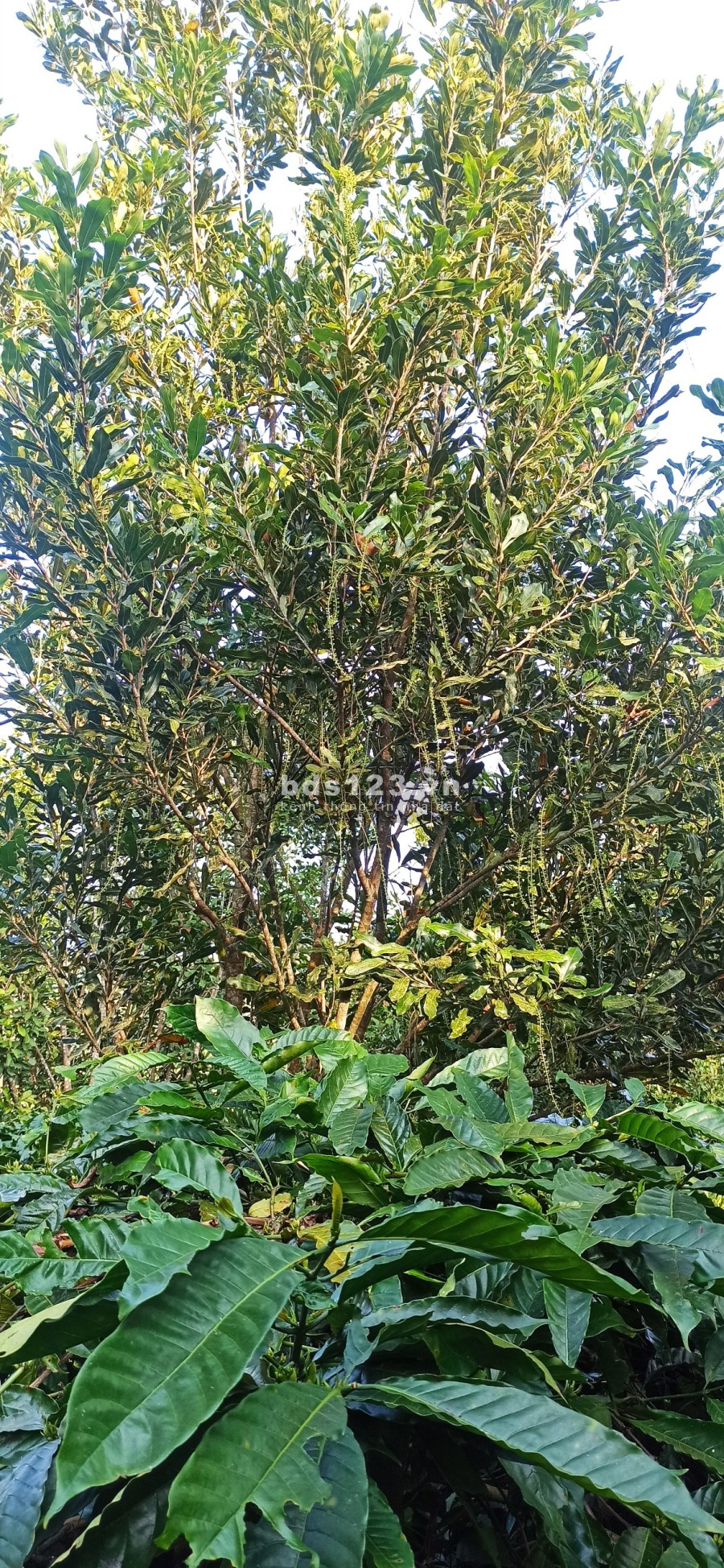 Chủ nhà kẹt tiền cần bán gấp mảnh rẫy để xoay nợ gía mềm, pháp lý đủ, có thương lượng