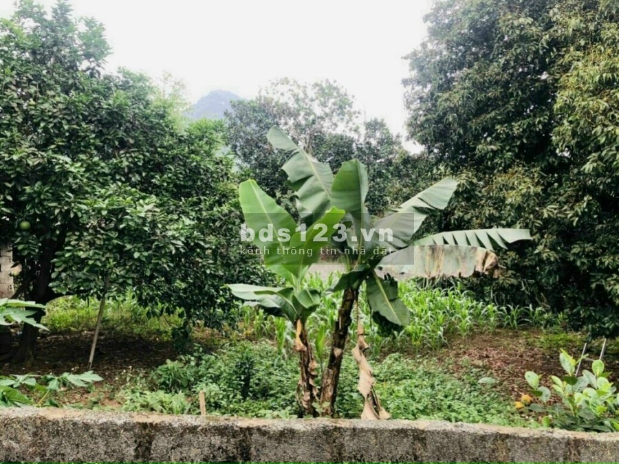 Bán đất view núi tặng nhà và vườn cây ăn trái tại Kim Bôi, Hoà Bình, sổ chính chủ