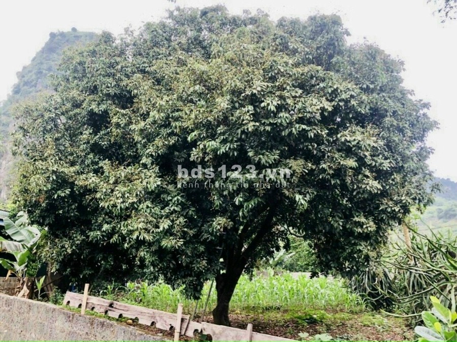 Bán đất view núi tặng nhà và vườn cây ăn trái tại Kim Bôi, Hoà Bình, sổ chính chủ