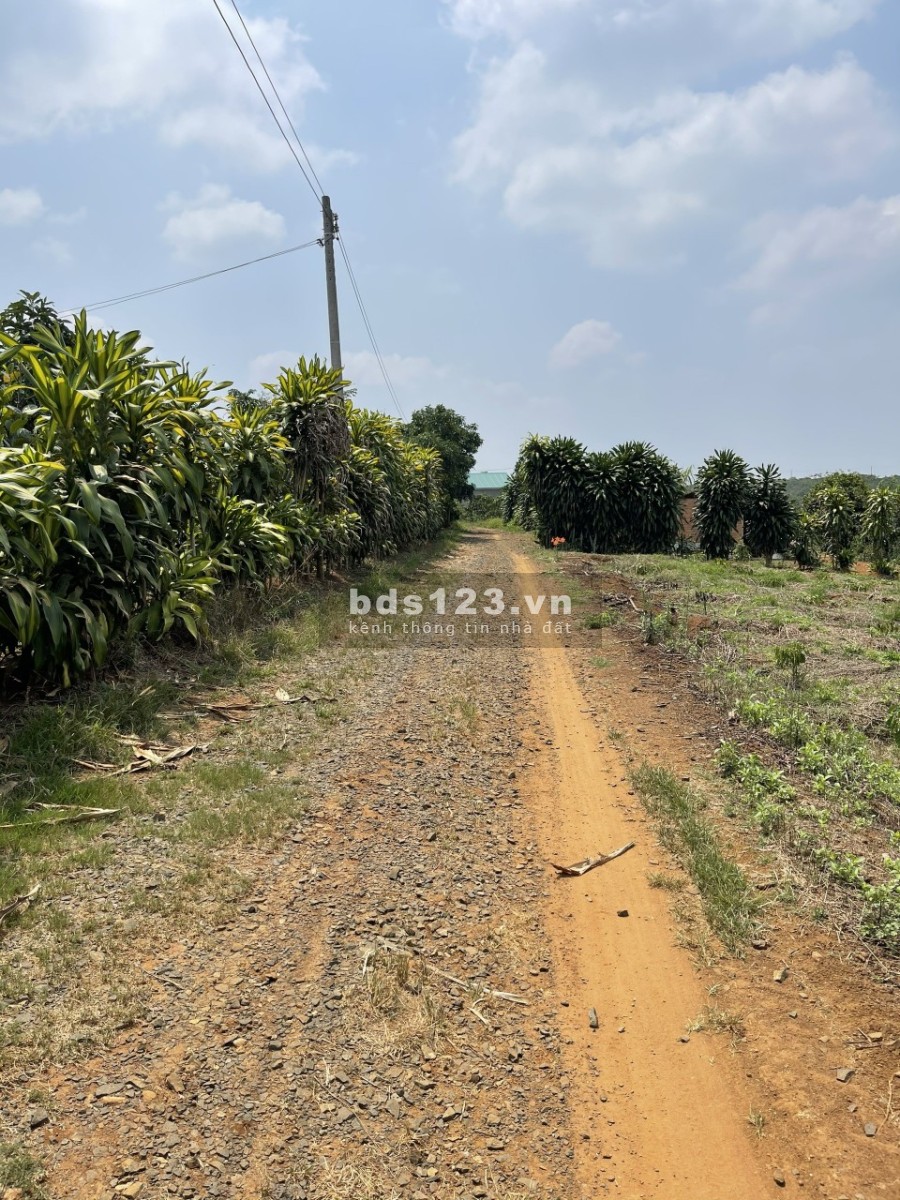 Bán ngộp lô đất thôn Tứ Quý xã Lộc An huyện Bảo Lâm Lâm Đồng thương lượng khách thiện chí