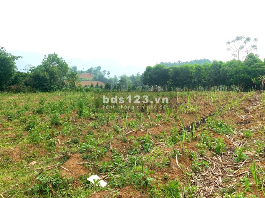 Bán 1038m đất Mỹ Hoà - Tân Lạc - Hoà Bình giá nhỉnh 900 triệu, pháp lý rõ ràng, bao sổ sách