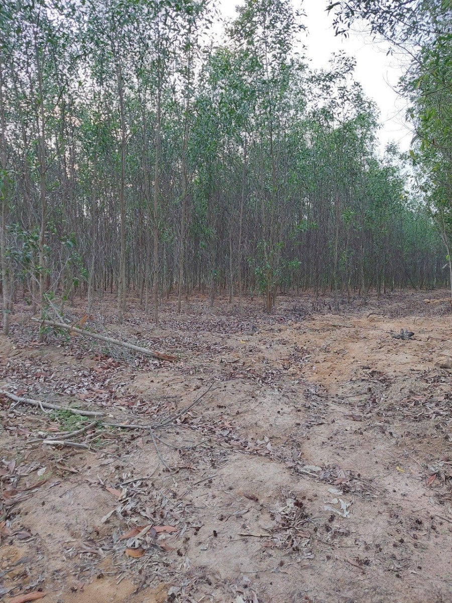 Chủ cần bán lô đất giá rẻ tại Xã Tân Xuân, Huyện Hàm Tân, Tỉnh Bình Thuận.