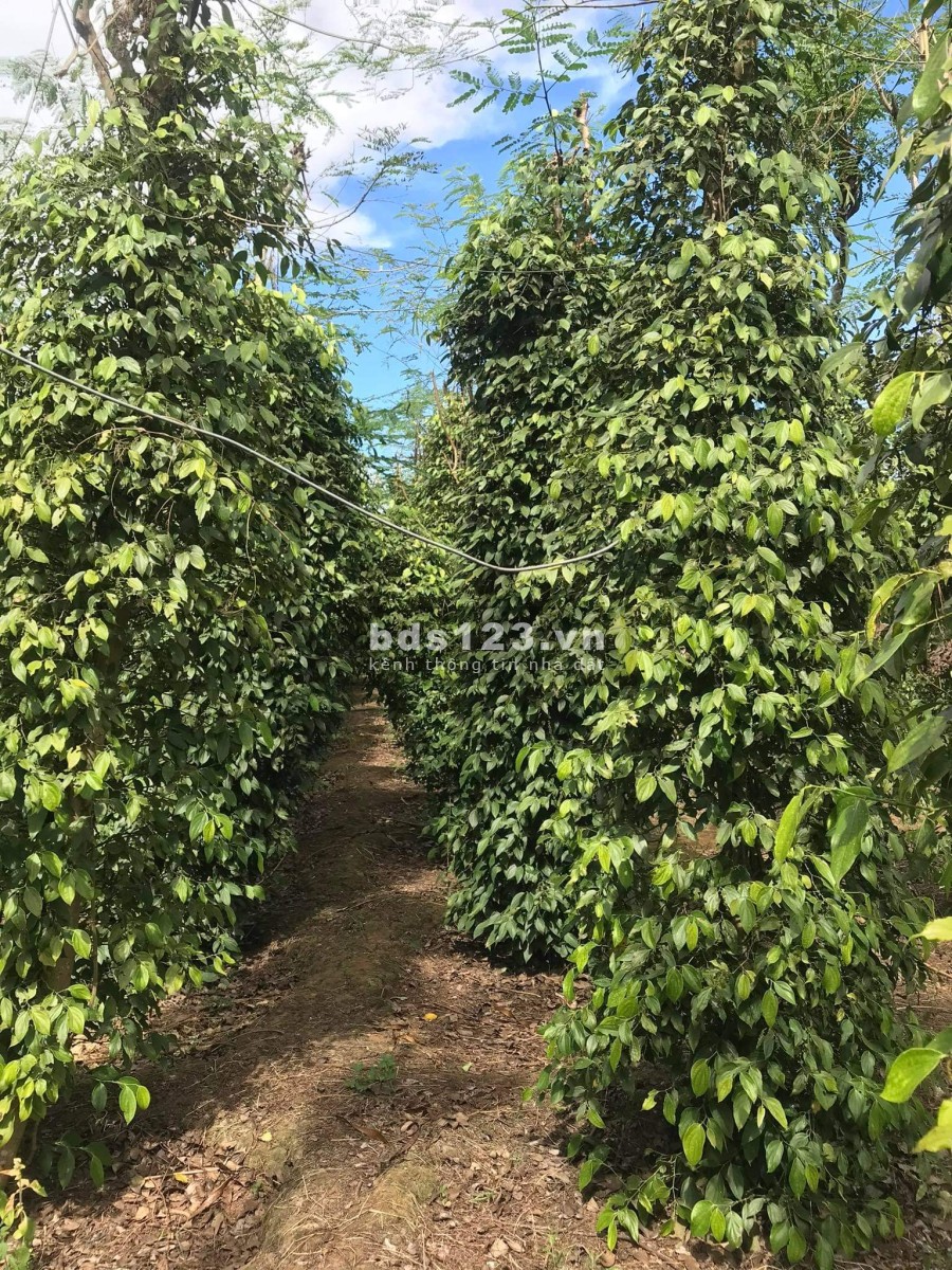 Cho thuê nhà, đất trồng cây lâu năm có thể làm kho, xưởng liên hệ 0909609661