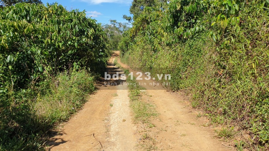 Bán đất thôn 9 Tân Lạc Bảo Lâm Lâm Đồng khu dân cư đông giá tốt đầu tư sinh lời