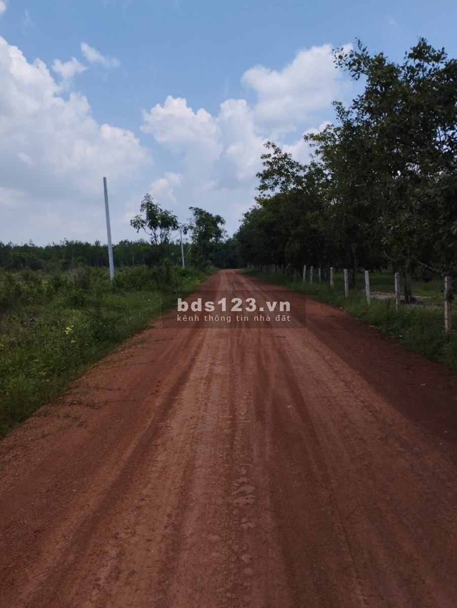 Cần bán Đất Bình Phước diện tích 5 x 41 có 100m2 thổ cư bàn giao sổ ngay, lh 0782431378