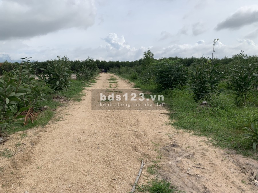 Bán 1,1ha có 231m mặt tiền đường Ô tô Thôn 1 gần đường Tân Minh -Sơn Mỹ giá vốn