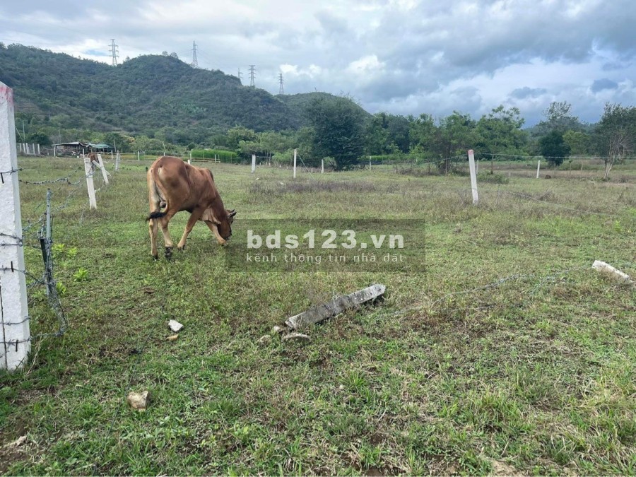 Em chính chủ cần bán lô đất vườn thành phố Nha Trang giá rẻ đầu tư sinh lời cao