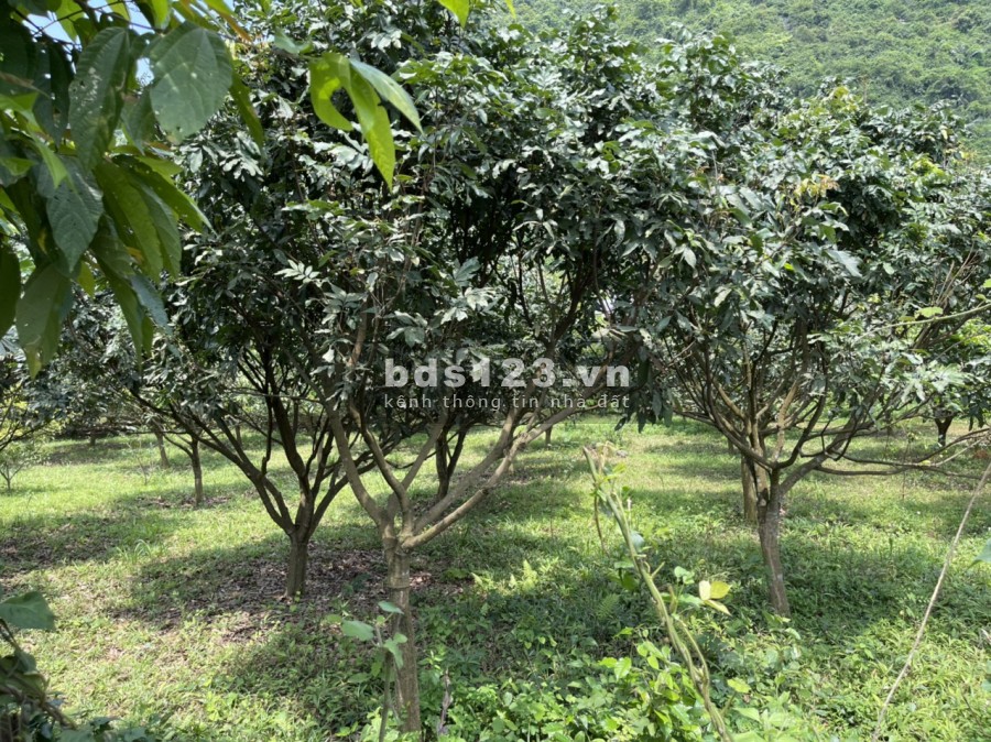 Bán đất gần quần thể du lịch đền mẫu Đầm Đa, cáp treo chùa Tiên di tích nhà mát in tiền, giá rẻ