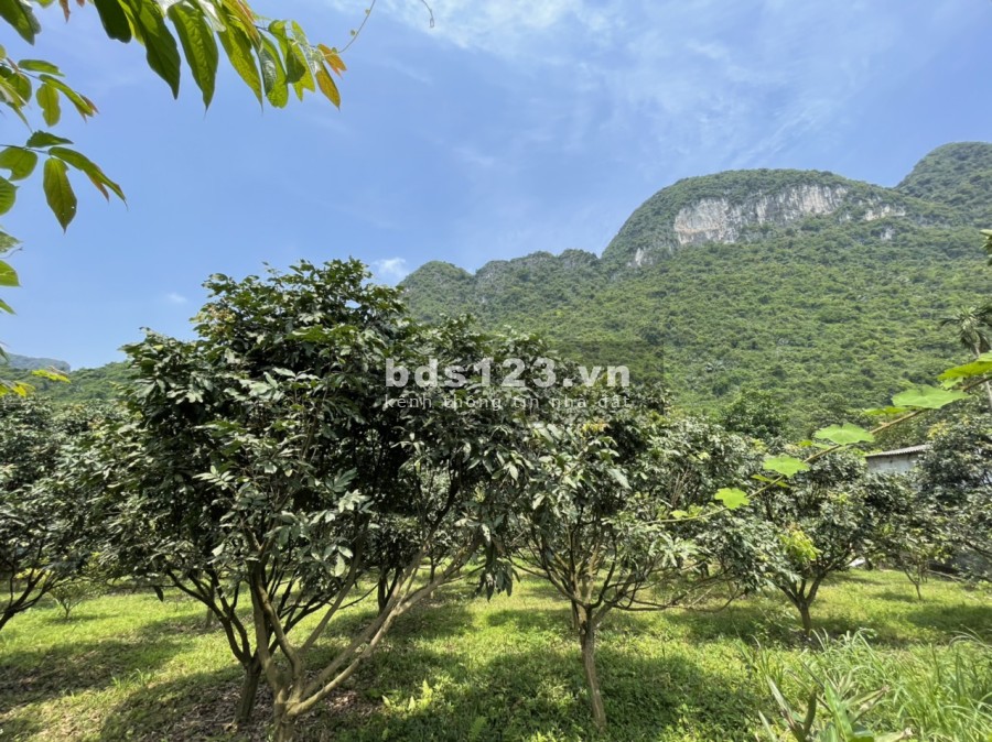 Bán đất gần quần thể du lịch đền mẫu Đầm Đa, cáp treo chùa Tiên di tích nhà mát in tiền, giá rẻ