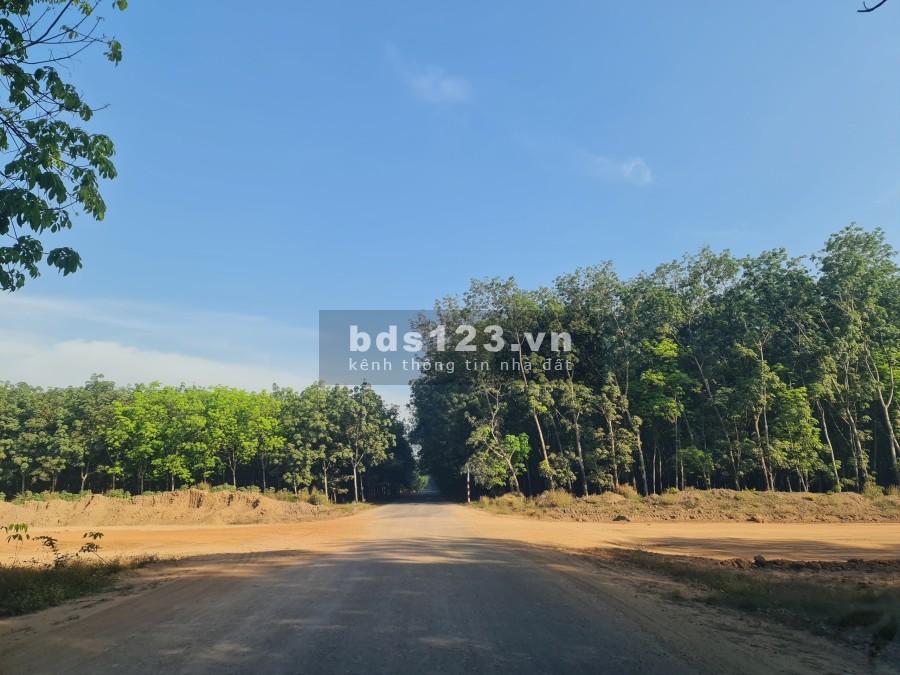 Nợ Ngân Hàng cần bán gấp đất 12x90m2 để trả nợ, đất vuông đẹp, sổ hồng riêng