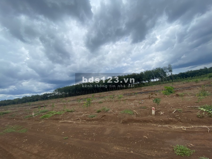 Bán đất bình phước chỉ với 538tr/1000m2, sổ hồng sẵn, công chứng sang tên ngay, mt đường 10m.
