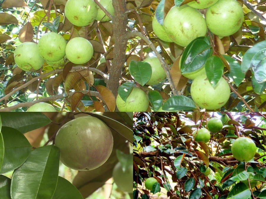 Bán đất giá rẻ sổ riêng đường nhựa giá bán 290 triệu, khu dân cư đông đúc giá đầu tư