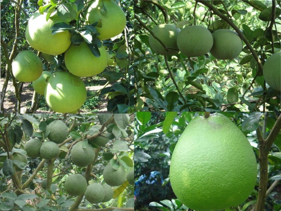 Bán đất giá rẻ sổ riêng đường nhựa giá bán 290 triệu, khu dân cư đông đúc giá đầu tư
