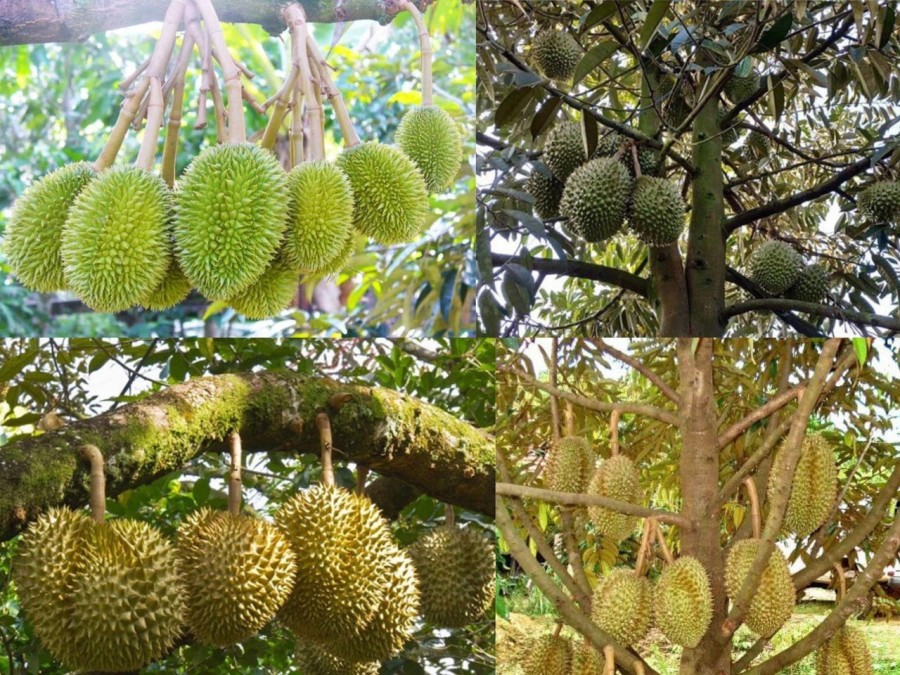 Bán đất giá rẻ sổ riêng đường nhựa giá bán 290 triệu, khu dân cư đông đúc giá đầu tư