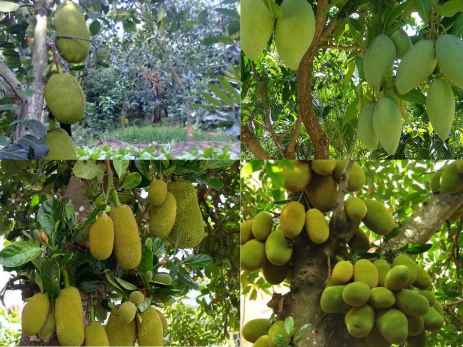 Bán đất giá rẻ sổ riêng đường nhựa giá bán 290 triệu, khu dân cư đông đúc giá đầu tư