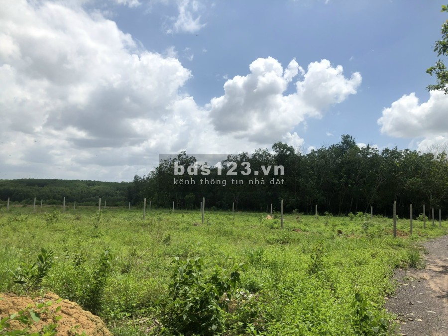 Bán đất xã Phước Bình, Đồng Nai mặt tiền đường ô tô vị trí đẹp giá đầu tư sinh lời cao