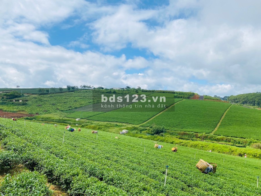 Sở hữu ngay đất nền Bảo Lộc view hồ Tảo Hồng view đồi chè Tam Châu khu du lịch, giá chỉ 2.4Tr/m2