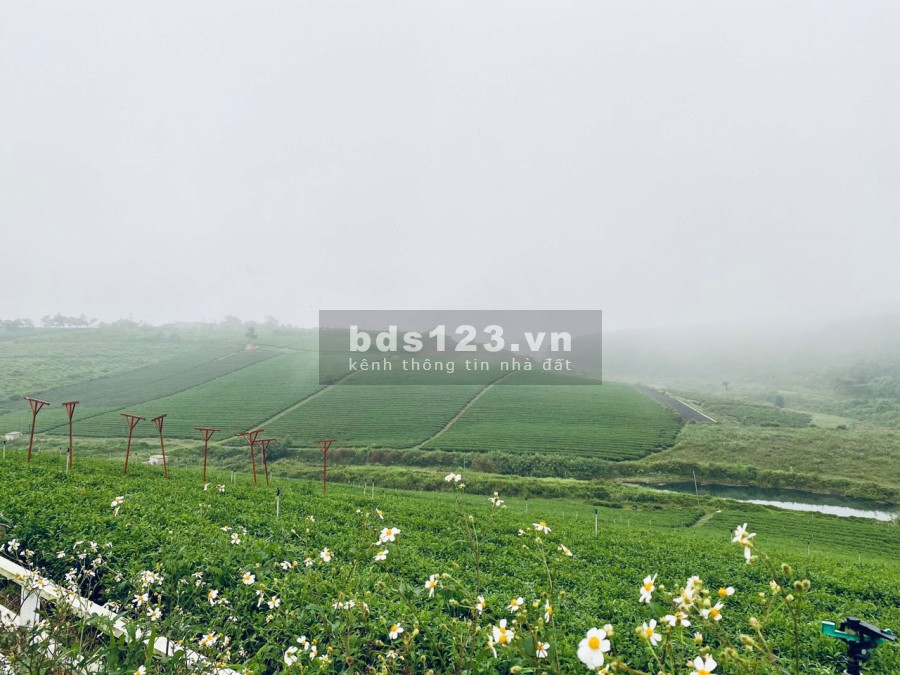 Sở hữu ngay đất nền Bảo Lộc view hồ Tảo Hồng view đồi chè Tam Châu khu du lịch, giá chỉ 2.4Tr/m2